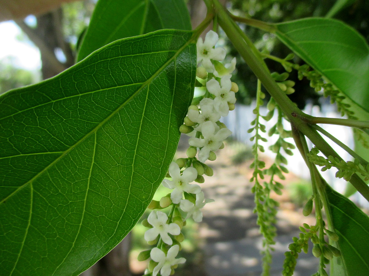 Image of Citharexylum spinosum specimen.