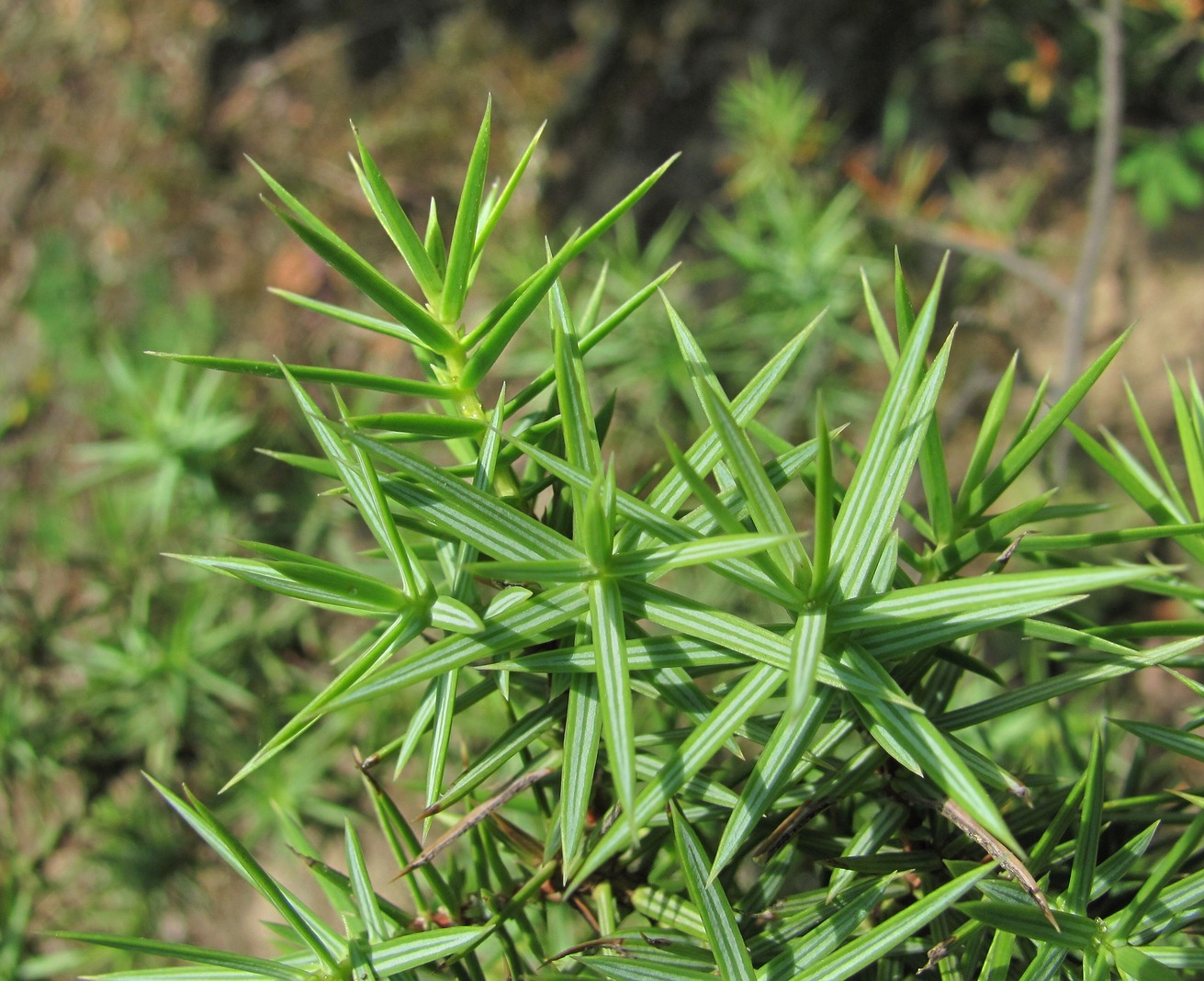 Изображение особи Juniperus deltoides.