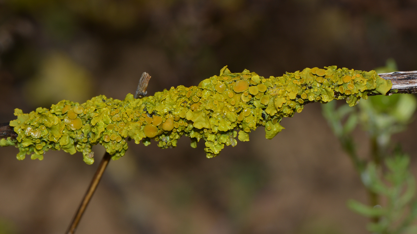 Image of Xanthoria parietina specimen.