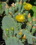 Opuntia discata. Побег с бутонами, цветущими и отцветающими цветками. Крым, городской округ Ялта, пгт Никита, Никитский ботсад. Июль 2017 г.