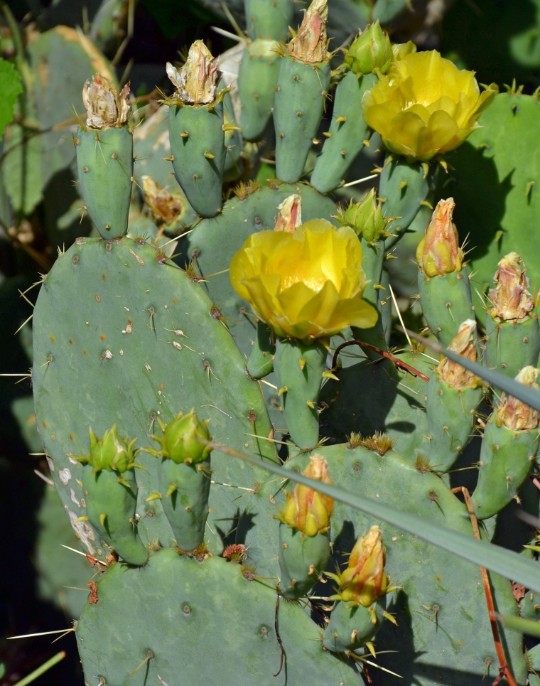 Image of Opuntia discata specimen.