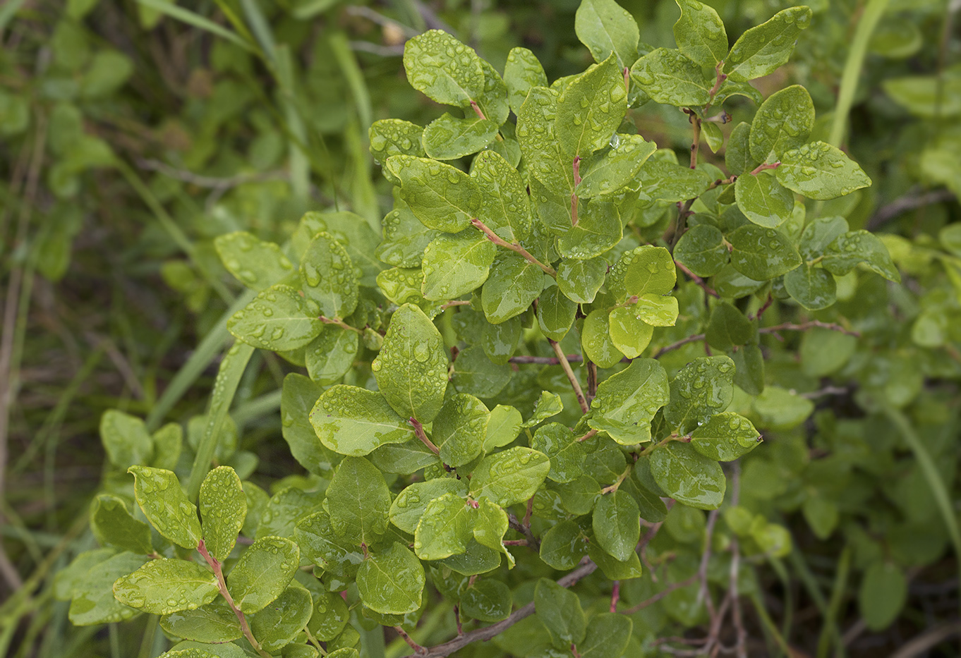 Изображение особи Vaccinium ovalifolium.