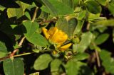 Hypericum calycinum