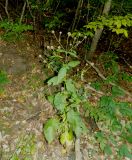 Dipsacus pilosus