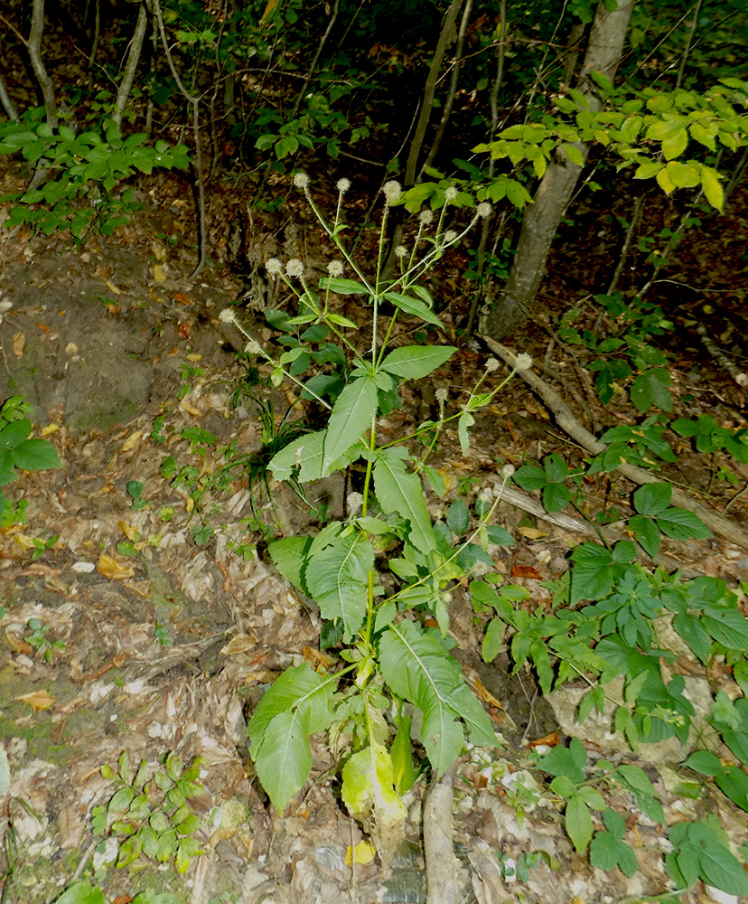 Изображение особи Dipsacus pilosus.