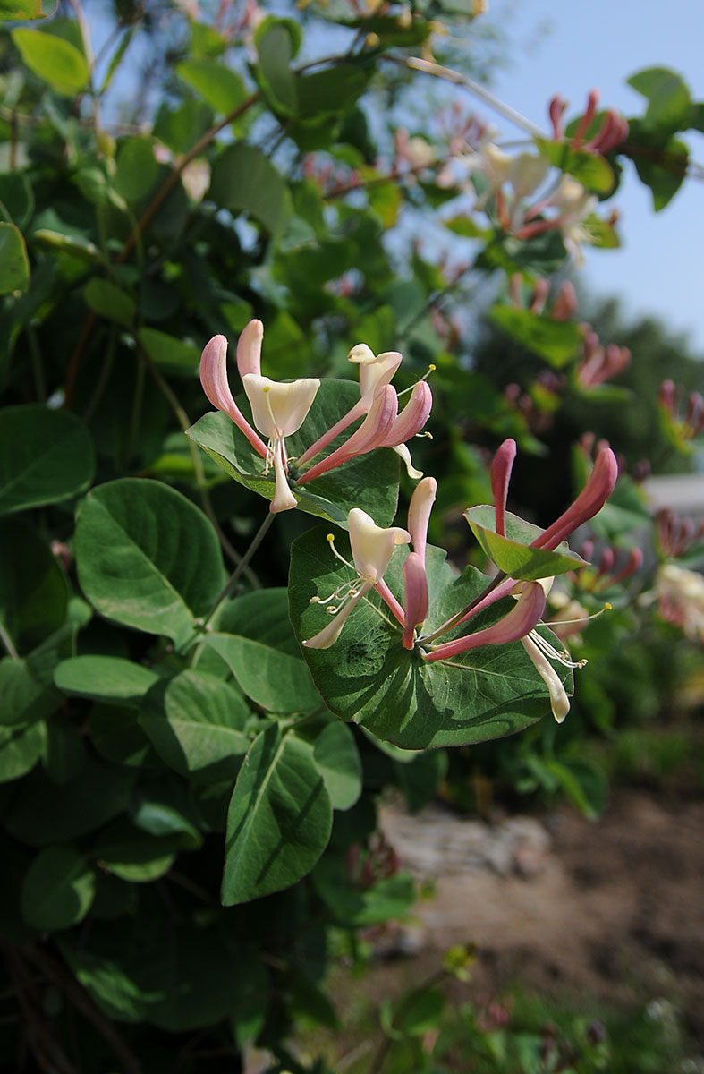 Image of Lonicera caprifolium specimen.