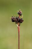 Luzula multiflora subspecies frigida. Верхушка побега с соплодием. Мурманская обл., Кольский р-н, окр. пос. Дальние Зеленцы, окр. Столбового озера, склон восточной экспозиции небольшой сопки, нивальная луговина. 03.08.2017.