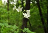 Cerastium pauciflorum. Верхушка растения с соцветием. Приморский край, Уссурийский гор. округ, окр. с. Монакино, дно оврага в широколиственном лесу. 04.06.2017.