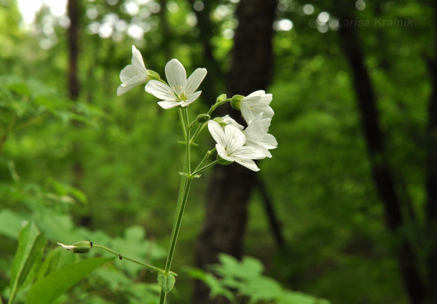 Image of Cerastium pauciflorum specimen.
