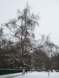 Populus × rasumowskiana. Покоящееся взрослое дерево зимой. Москва, в культуре. 21.01.2018.