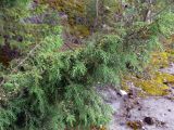 Juniperus communis. Ветвь с незрелыми шишкоягодами и микростробилами. Свердловская обл., окр. г. Североуральск, правый берег канала Дублёр в р-не известнякового карьера. 23.07.2017.