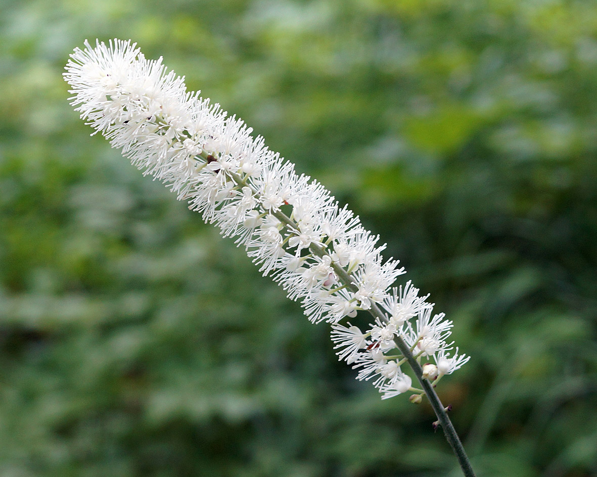 Image of Cimicifuga simplex specimen.