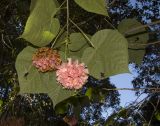 Dombeya × cayeuxii. Верхушка побега с соцветиями (вид с абаксиальной стороны листьев). Израиль, Шарон, пос. Кфар Монаш, ботанический сад \"Хават Ганой\". 31.01.2018.