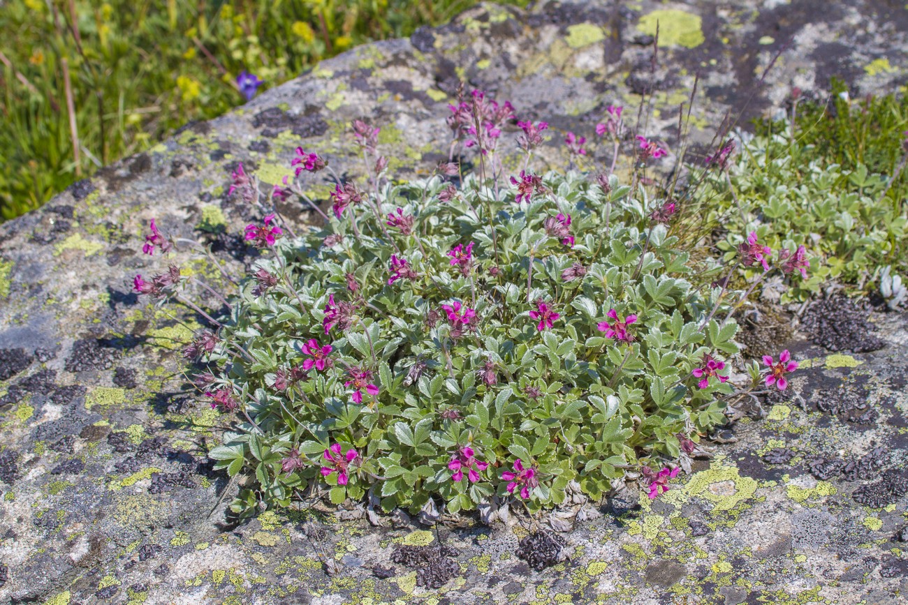 Изображение особи Potentilla divina.