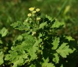 Pyrethrum parthenium