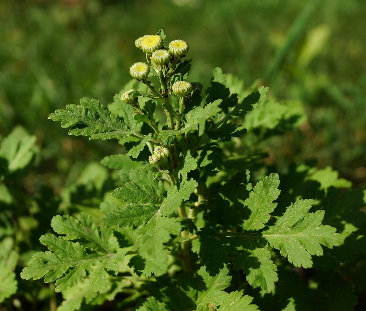 Изображение особи Pyrethrum parthenium.