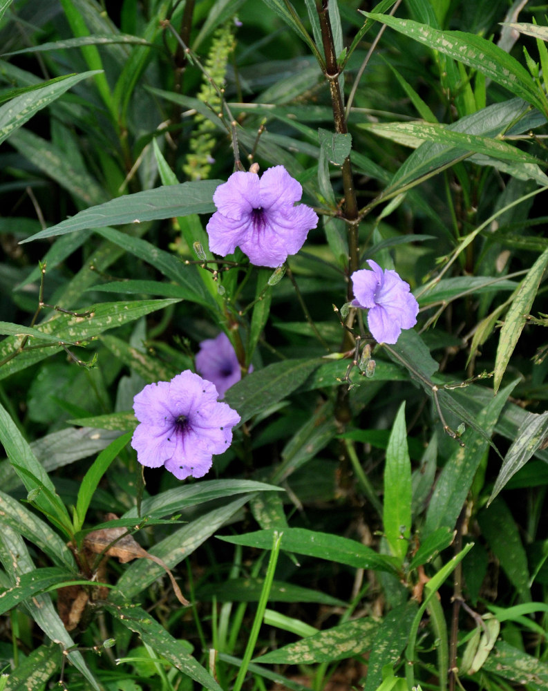 Изображение особи Ruellia simplex.