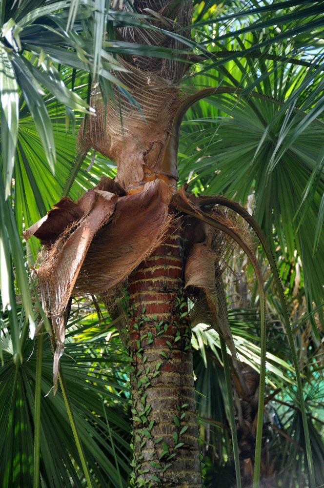 Image of Saribus rotundifolius specimen.