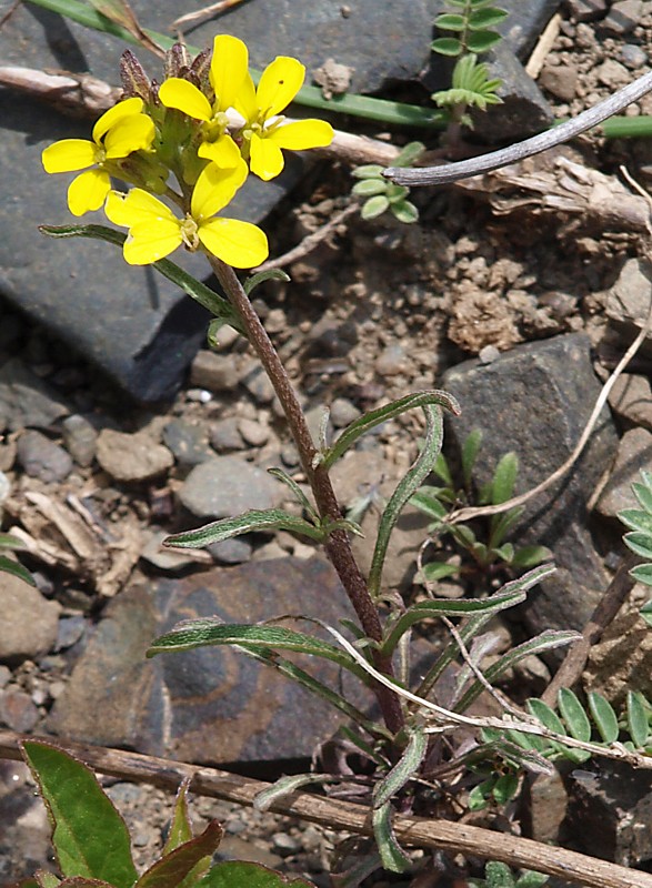 Image of Erysimum substrigosum specimen.