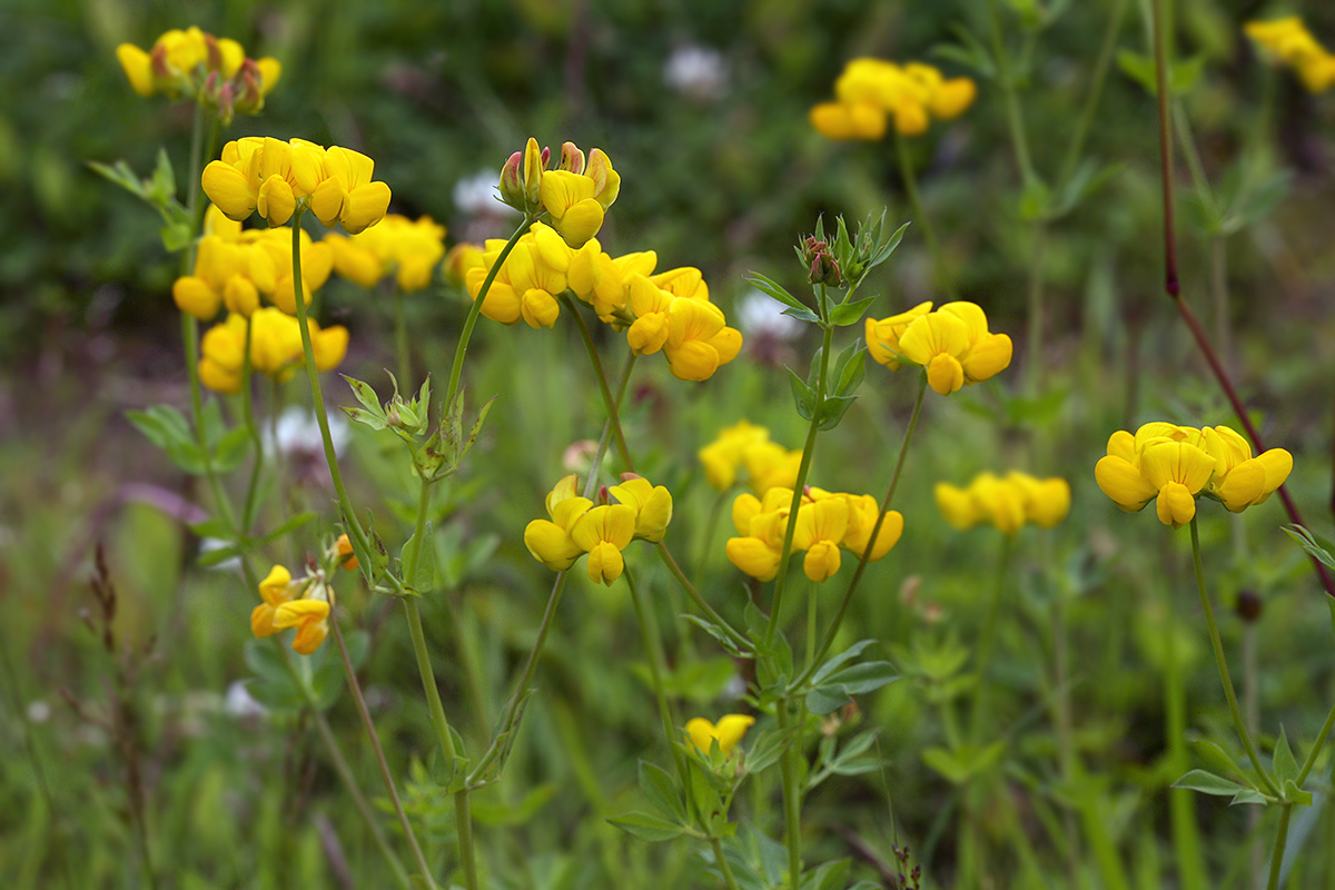 Image of Lotus corniculatus specimen.