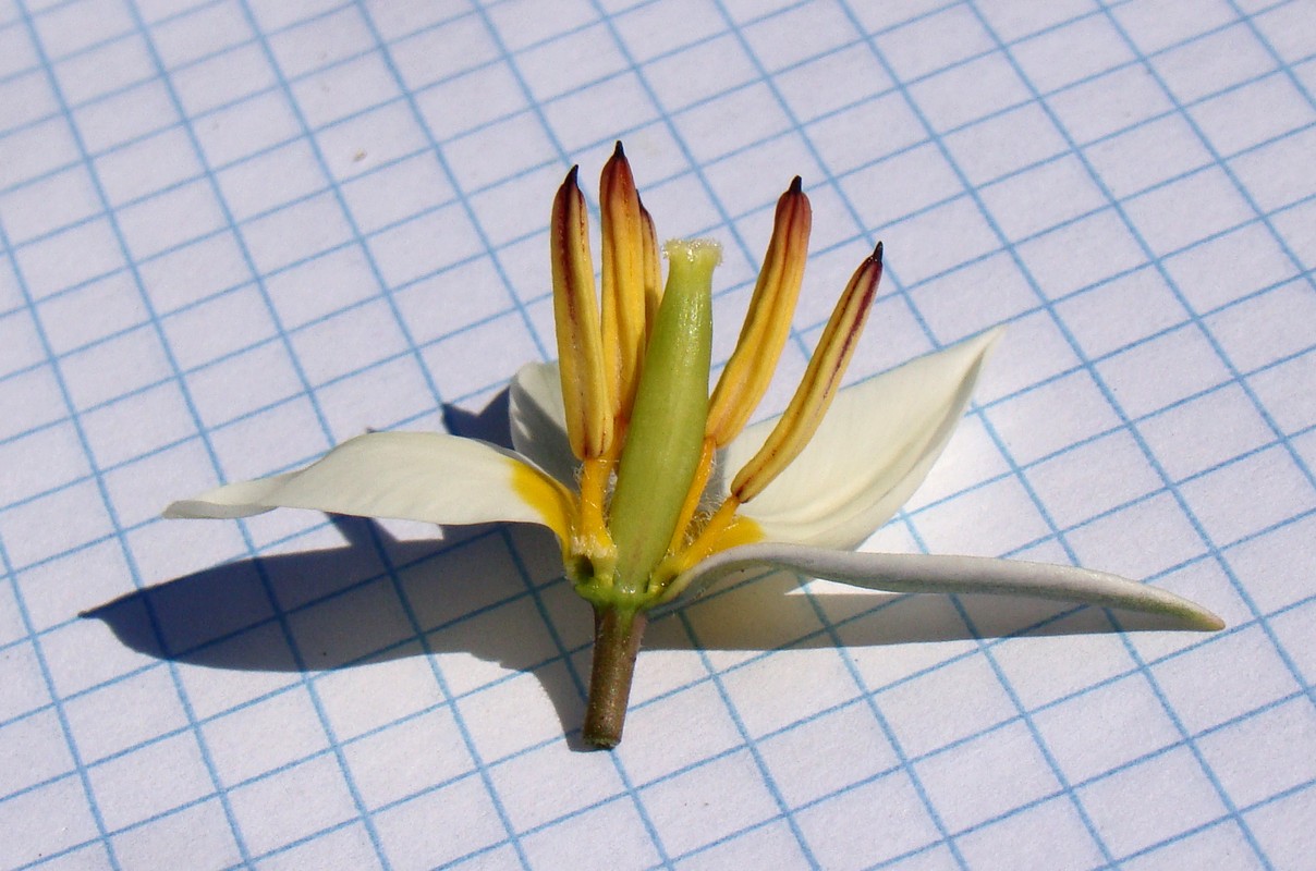 Image of Tulipa bifloriformis specimen.