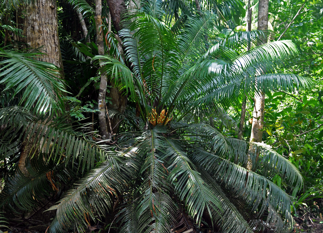 Изображение особи Cycas rumphii.