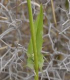 Crepis dioscoridis