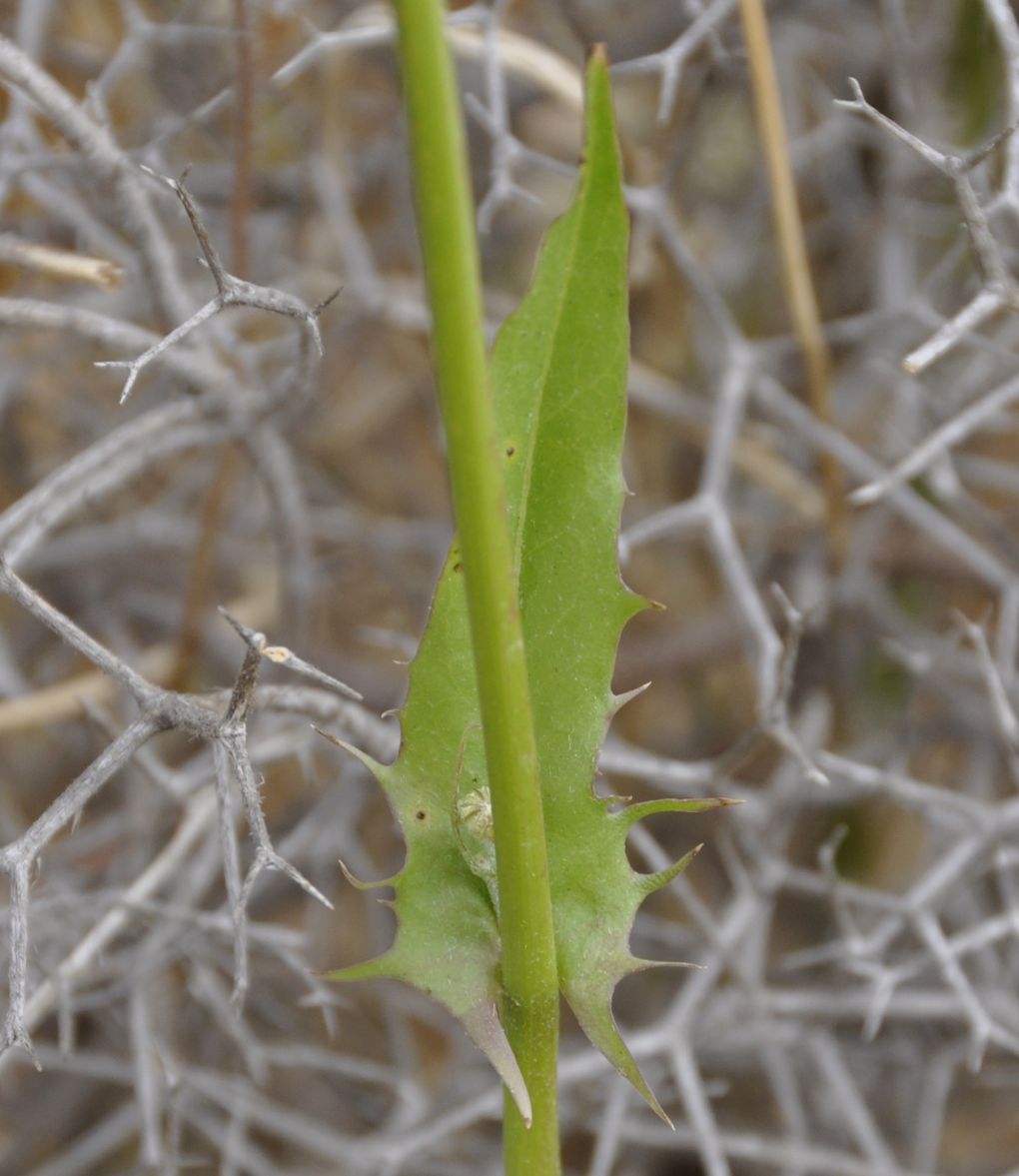 Изображение особи Crepis dioscoridis.