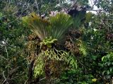 Platycerium coronarium. Вегетирующие растения на ветви дерева. Малайзия, о-в Калимантан, национальный парк Бако, опушка прибрежного леса. 11.05.2017.