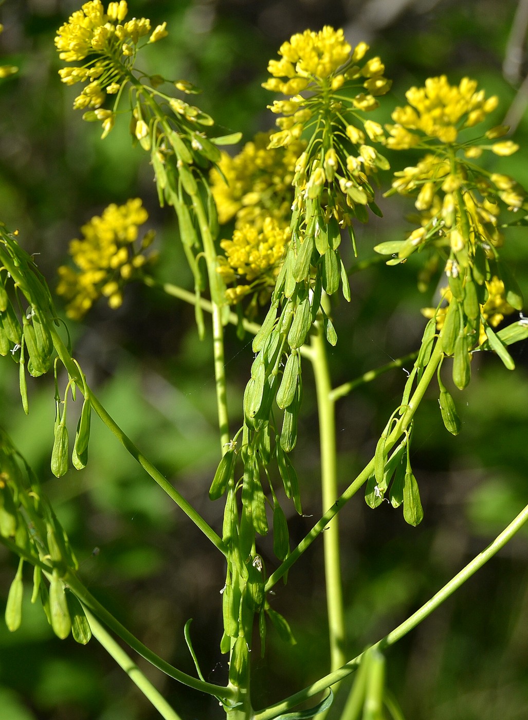 Изображение особи Isatis campestris.