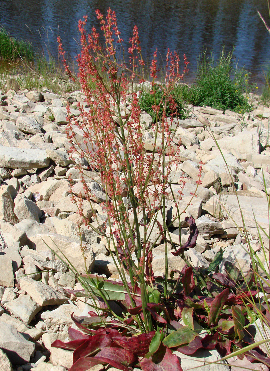 Изображение особи Rumex thyrsiflorus.