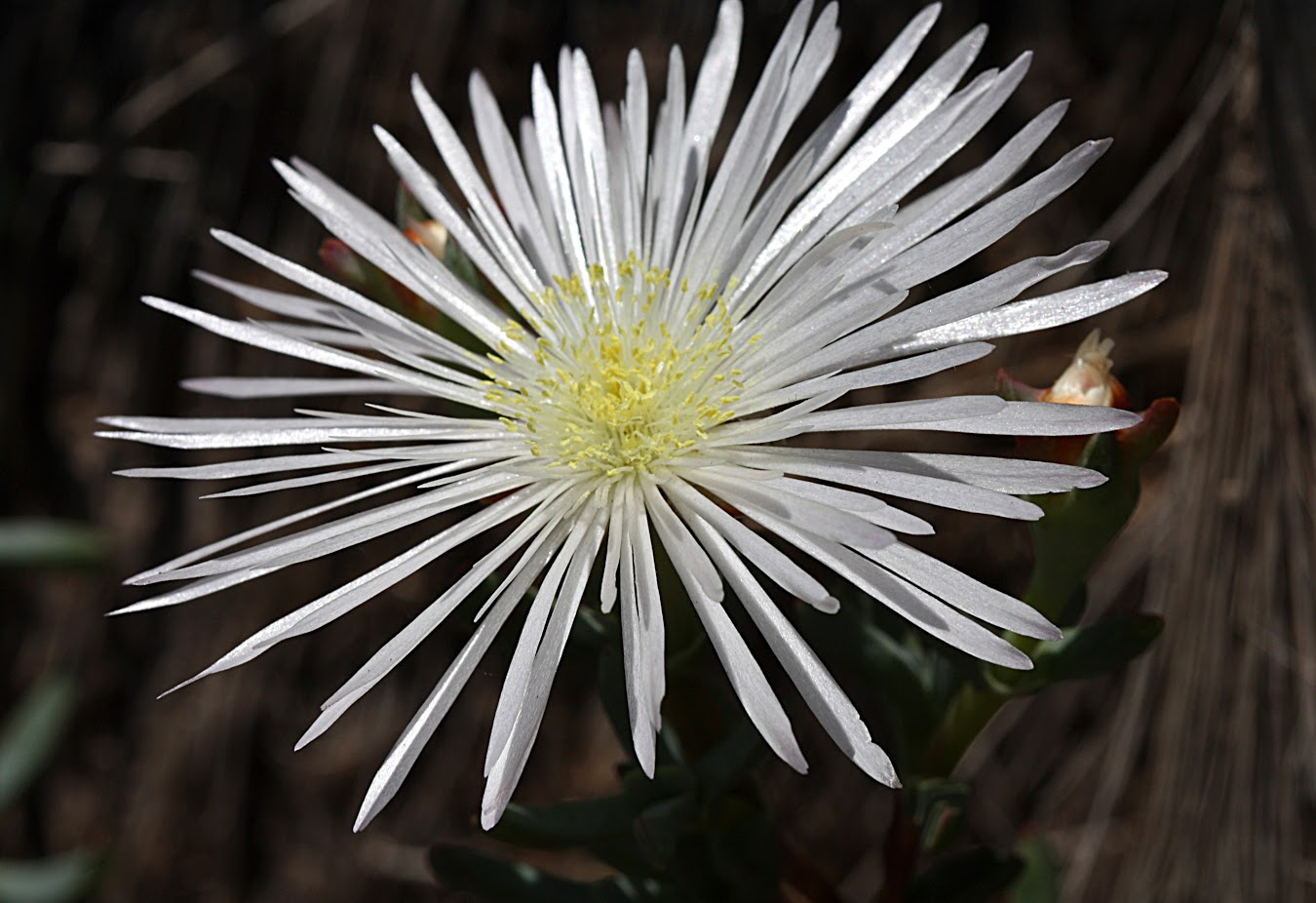 Изображение особи семейство Aizoaceae.