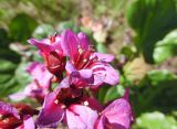 Bergenia crassifolia