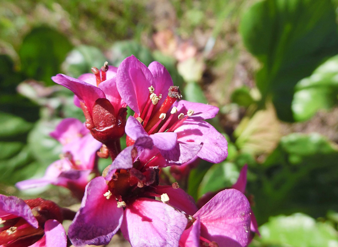 Image of Bergenia crassifolia specimen.