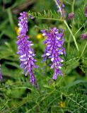 Vicia tenuifolia. Часть побега с соцветиями и сидящим жуком. Тульская обл., Ефремовский р-н, долина р. Красивая Меча, разнотравная степь. 03.06.2018.