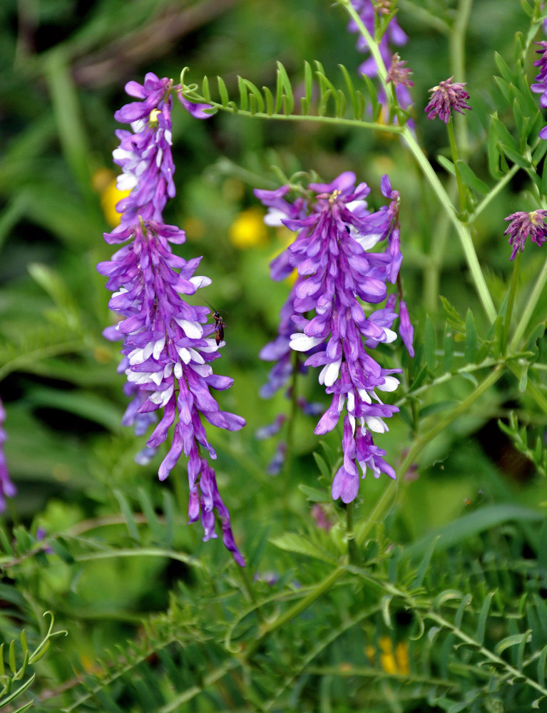 Изображение особи Vicia tenuifolia.