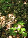 Sanicula europaea
