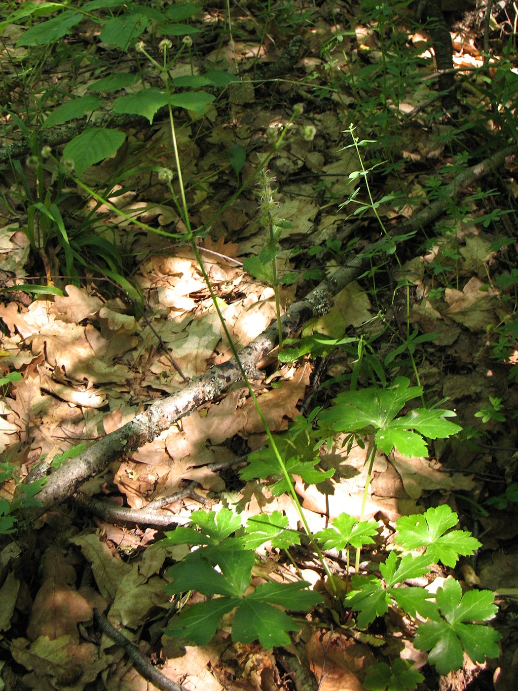 Image of Sanicula europaea specimen.