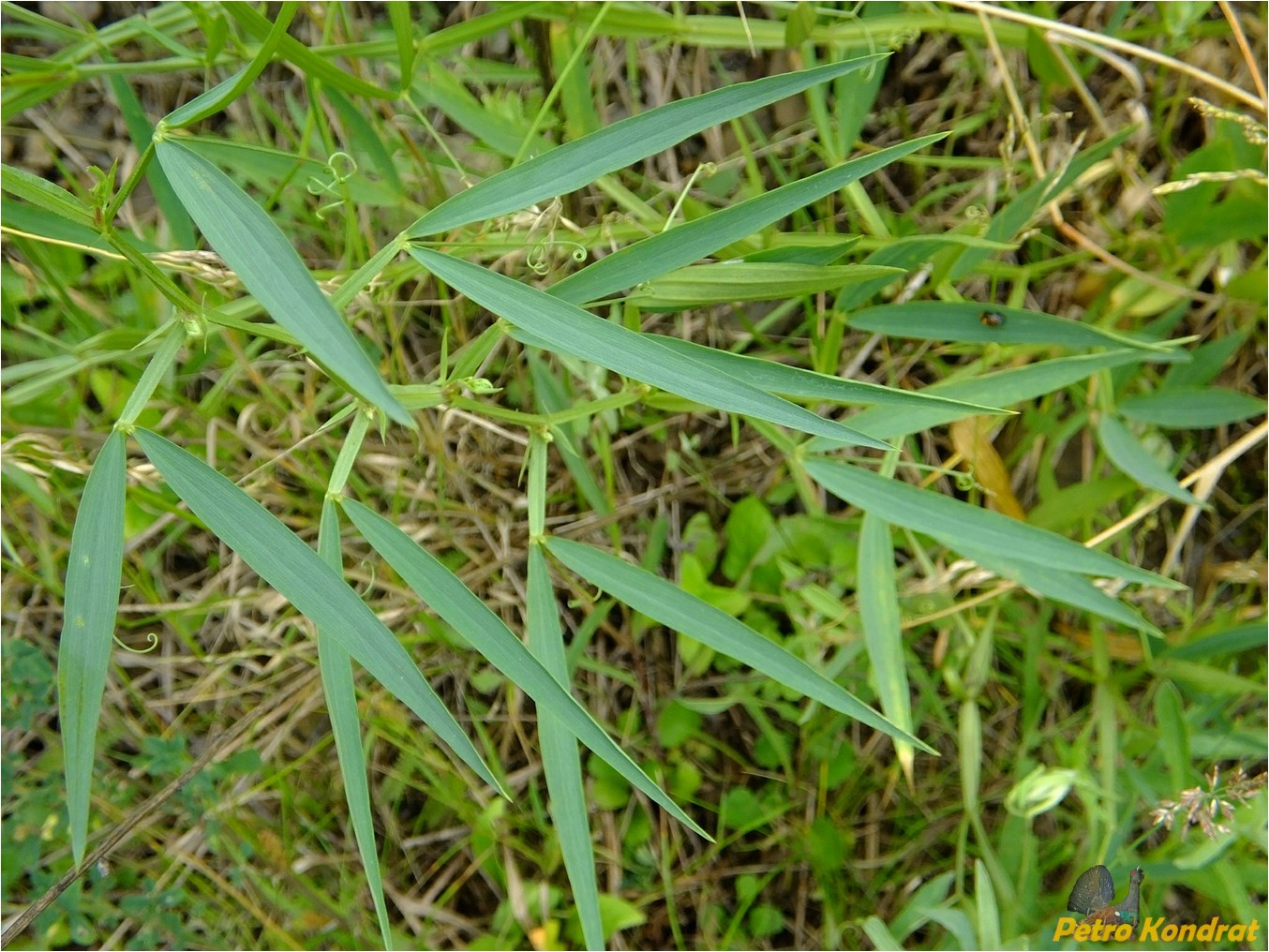 Изображение особи Lathyrus sylvestris.