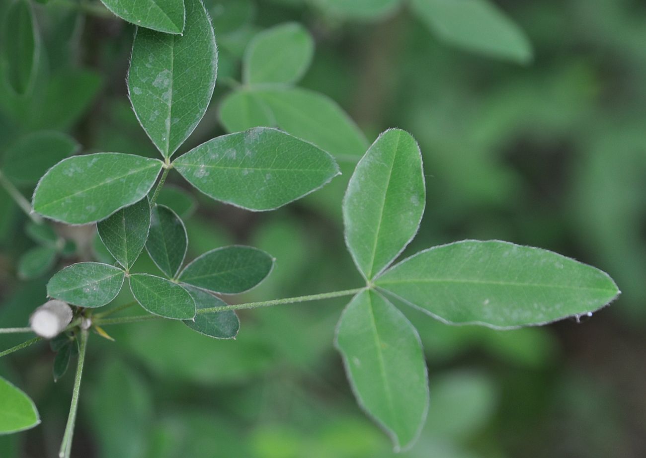 Image of Laburnum anagyroides specimen.