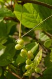 Schisandra chinensis. Незрелый плод. Пермский край, пос. Юго-Камский, частное подворье, в культуре. 28 июля 2018 г.
