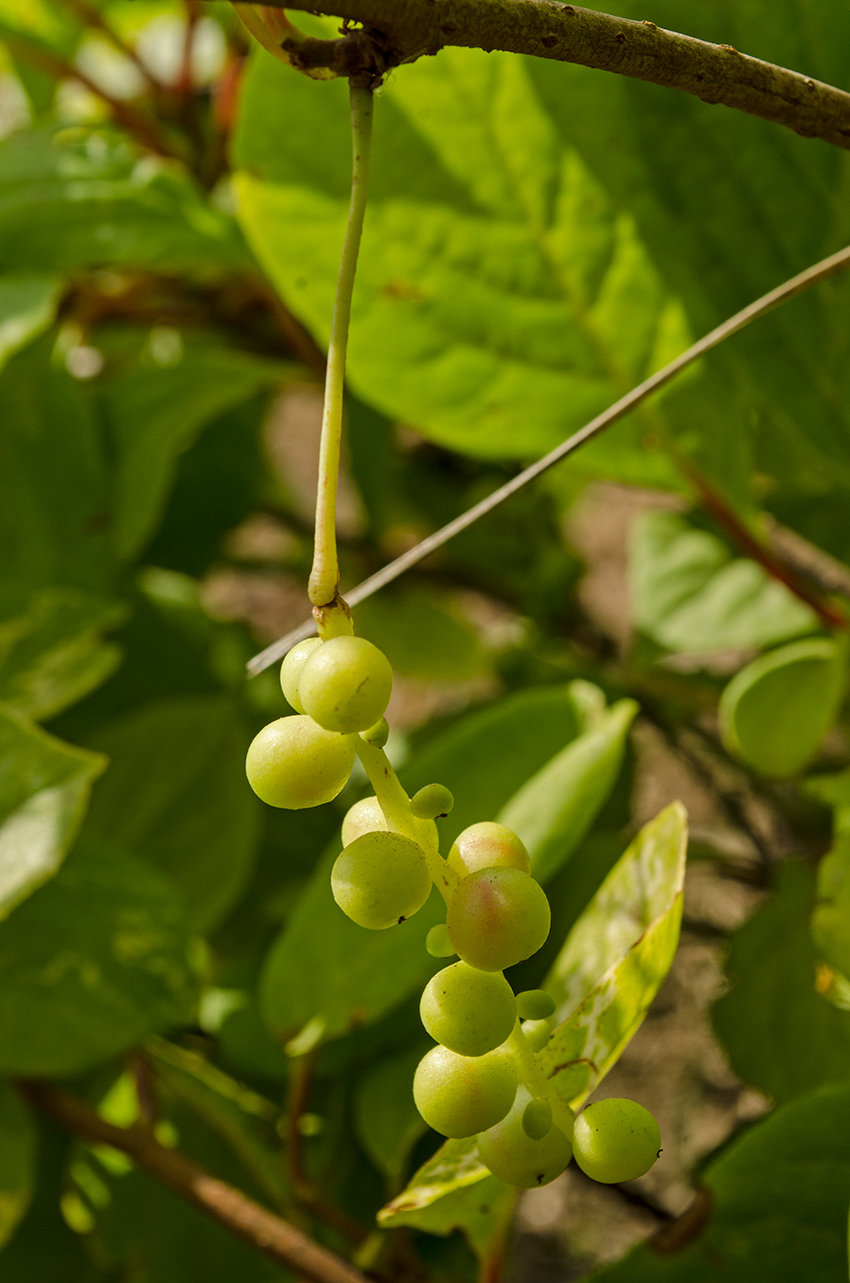 Изображение особи Schisandra chinensis.