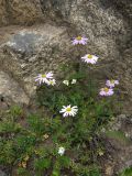 Chrysanthemum zawadskii