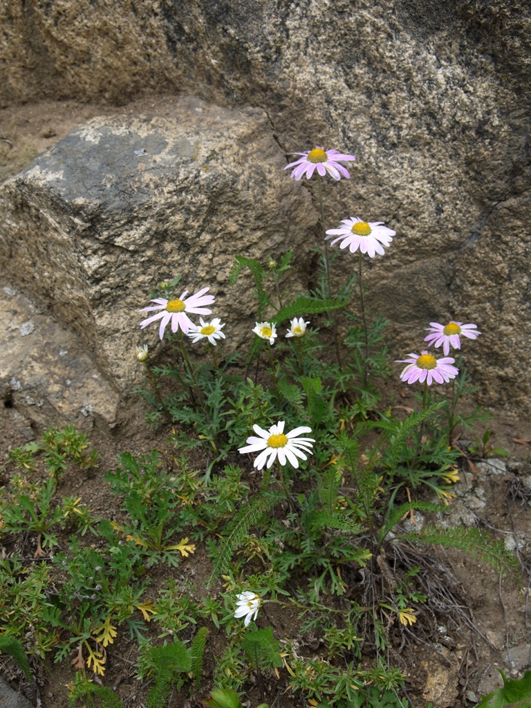 Изображение особи Chrysanthemum zawadskii.