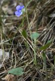 Viola rupestris