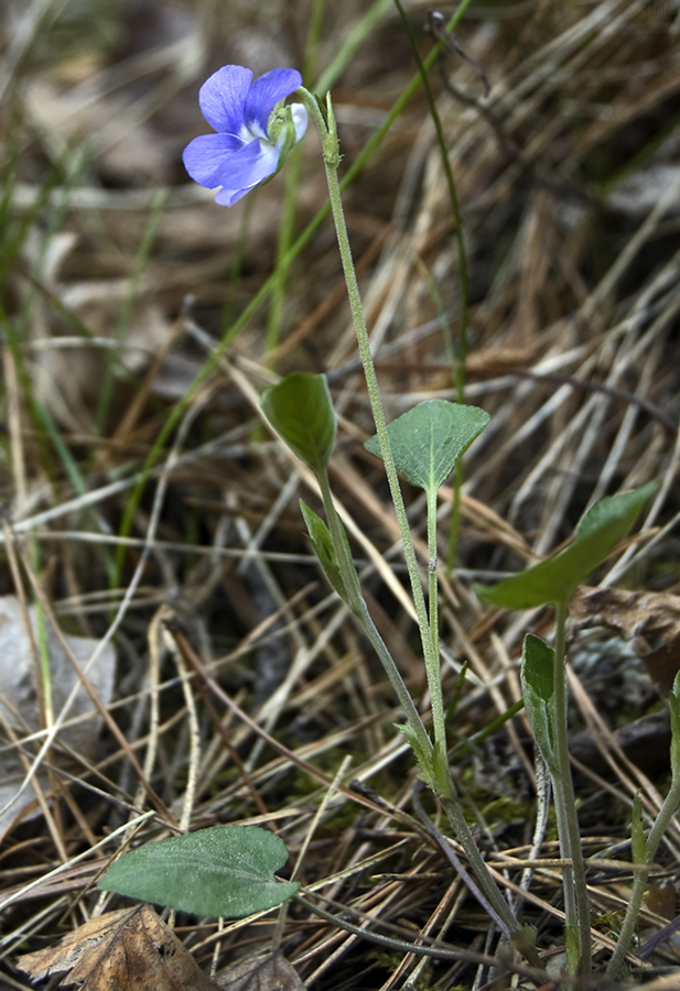 Image of Viola rupestris specimen.