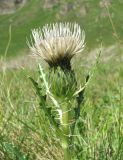 Cirsium rhizocephalum. Верхушка побега с соцветием. Кабардино-Балкария, Эльбрусский р-н, долина р. Ирикчат, ок. 2800 м н.у.м., субальпийский луг. 06.08.2018.