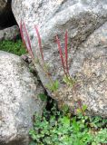 Epilobium anagallidifolium. Побеги с плодами; внизу – побеги Veronica glareosa. Кабардино-Балкария, Эльбрусский р-н, долина р. Ирикчат, ок. 3300 м н.у.м., каменистый склон. 06.08.2018.