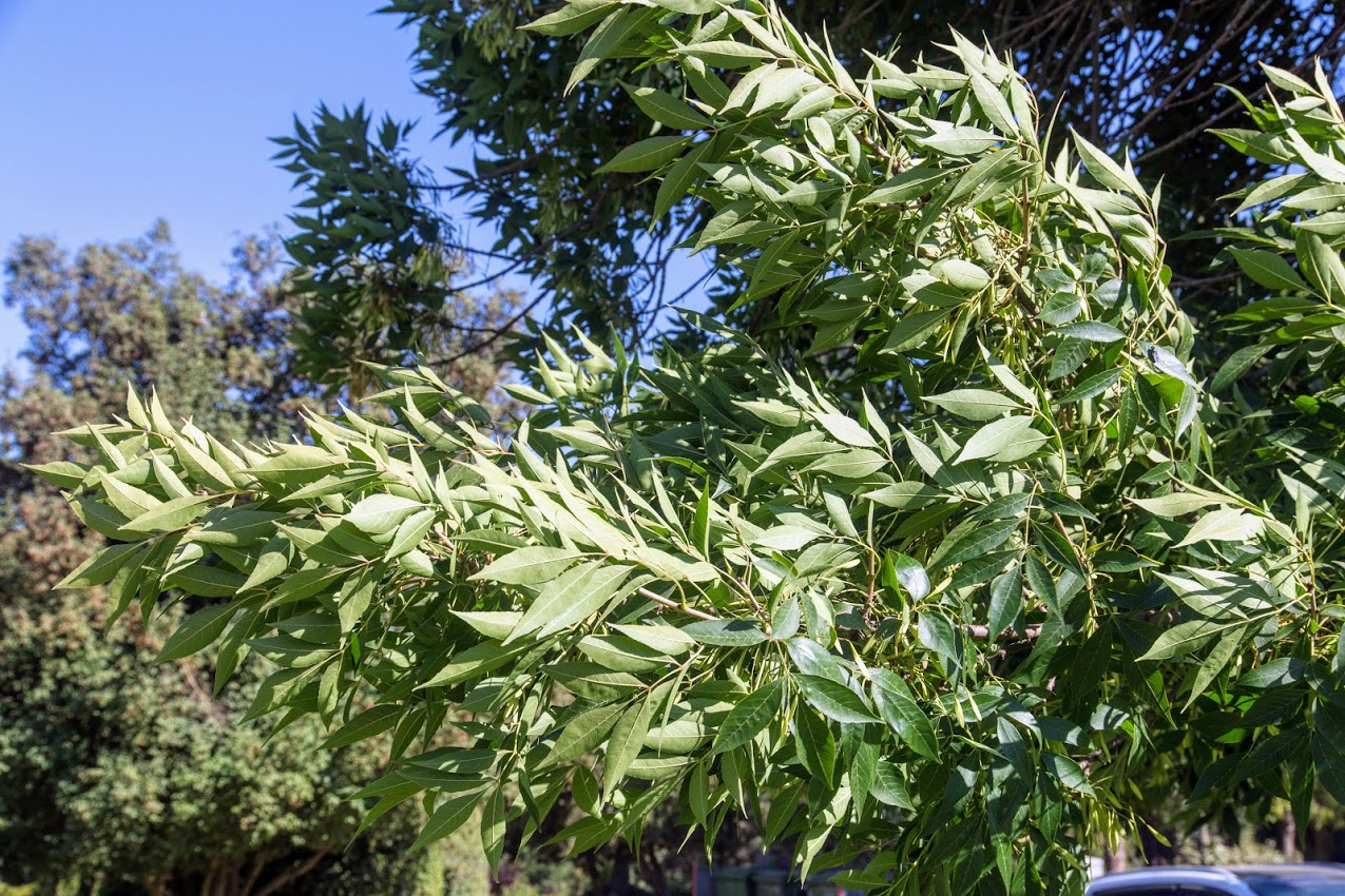 Image of Fraxinus syriaca specimen.