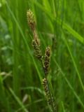 Carex hartmaniorum